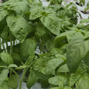Albahaca