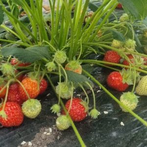 Frutilla