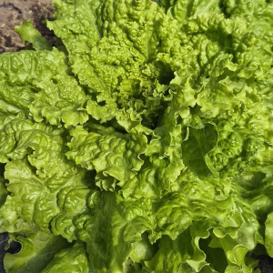 Lechuga