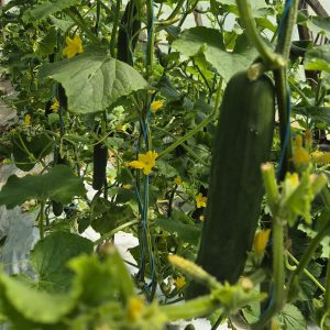 Pepino