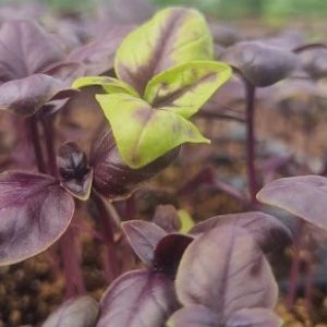Albahaca de Hoja Ancha - Plantín
