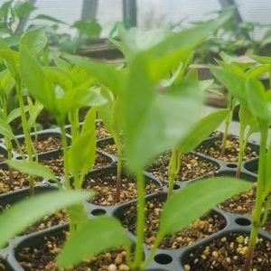Pimiento Morrón - Plantín