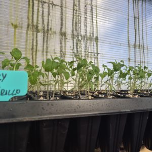 Tomate Cherry - Plantín