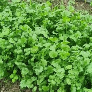 Cilantro