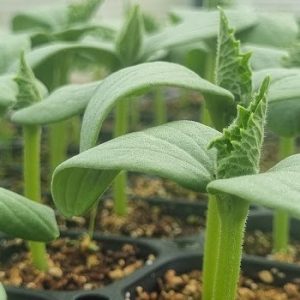 Zapallo Italiano - Plantín
