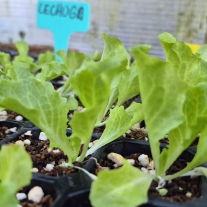 Lechuga Grand Rapids - Plantín