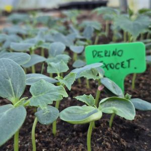Pepino - Plantín