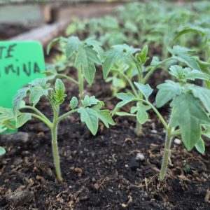 Tomate - Plantín